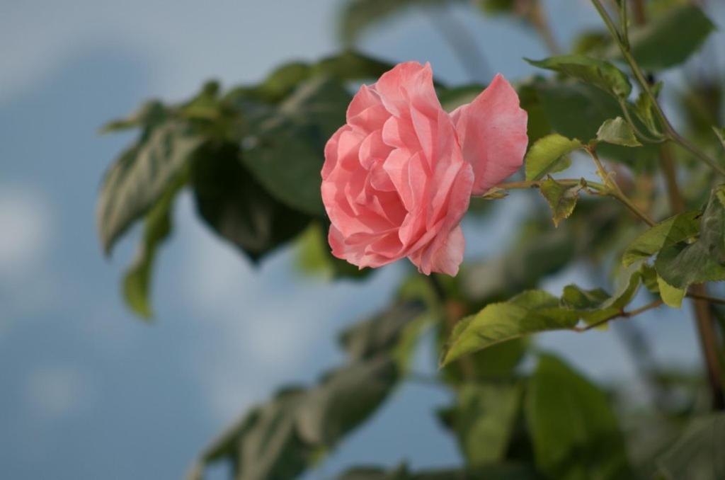 Quinta Da Saimeira Marvão 外观 照片