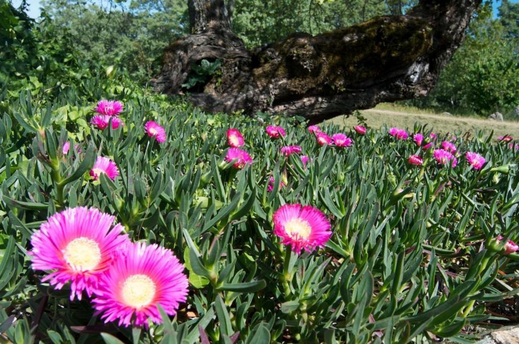 Quinta Da Saimeira Marvão 外观 照片