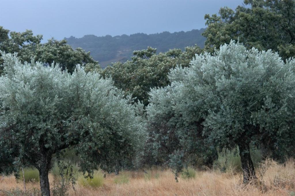 Quinta Da Saimeira Marvão 外观 照片